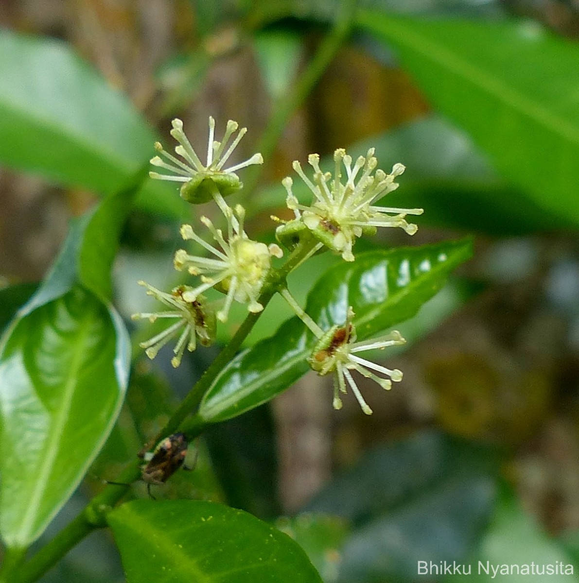 Blachia umbellata (Willd.) Baill.